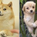 도지 이미지