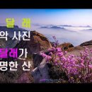 진달래가 유명한산/ 진달래가 군락으로 피는 산/ 진달래가 있는 산사진을 보세요 이미지