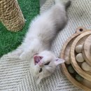 골든캣 골드브숏 골드먼치킨 평택전문점 이미지