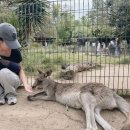 주식회사 월드할인마트 | 호주 시드니 블루마운틴 투어 여름 날씨 / 시닉월드 vs 선셋투어 / 후기 할인쿠폰