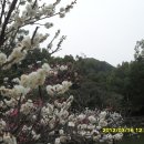 매향길 Daum카페