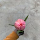 화원농장2 이미지