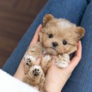 유앤미펫 고양이분양 강아지분양 인천본점 이미지