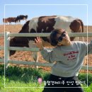(합)신영자동차서비스센터 | 안성 팜랜드 유채꽃 4월 개화 현황 승마체험 전동자전거