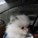 펫택시콜 이미지