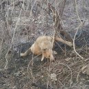 들개농장 이미지