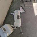 경상동물병원 | 함안군 고양이 중성화 사업 TNR 정보(Feat 서울동물병원)