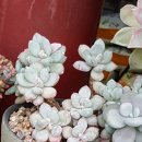 베라세르