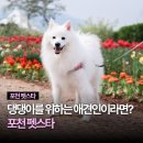 파파 펫 푸드 | 2026 포천 펫스타 입장료 먹거리 주차 꿀팁 실시간 후기 경기도 포천 애견동반 가볼만한곳