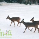 수미정원
