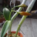 오어트릿 이미지