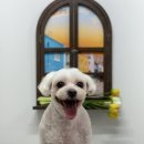홀리몰리살롱 이미지