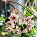 호야반점 이미지