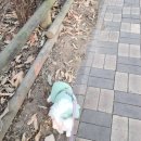 [서울/마포구] 월드컵공원(하늘공원 위주) 강아지 산책 후기 (애견산책코스 추천)