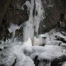 늑대와 여우 이미지