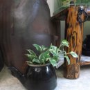 어항카센타 이미지