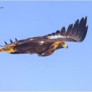 검독수리 (golden eagle) 이미지