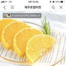 🍋제주 서귀포 황금향 4.5kg 한라봉과 천혜향의 콜라보🍊특가 19,900원 이미지