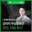 서울동물의료센터 | 노원 VIP동물의료센터 강아지 쿠싱증후군 진단 치료 후기