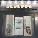 베베독 강아지분양 대구본점 이미지