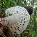 하얀버섯 이미지