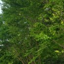 국도24호선가로수 이미지