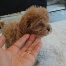 플레이독 남양주점 이미지