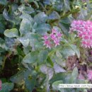 까치울초 이미지