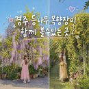 미사화로 | 경주 가볼만한곳 ｜ 등나무 목향장미 명소 미사화 방문 후기