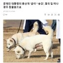 Re: (속보) 문재인 강아지 사망!! 이미지