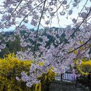 현충원 개나리 벚꽃길 - 청솔 이미지