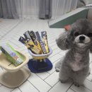 토이캐슬 | 토이실버푸들, 어디서 분양받아야 할까?(토이푸들은 도그캐슬에서)