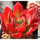 월금농장 이미지