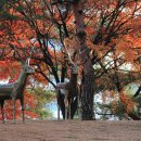 우제류를위하여 이미지