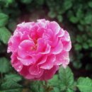 기차마을 장미공원 이미지