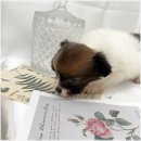 오독 | 인천애견분양 고민 끝에 다녀온 오독안심분양센터 후기