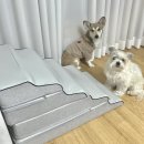 강아지계단 | 활용도 다양한 펫티뉴 이지클라임 스텝스 사용후기