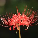 광양 옥룡사지 이미지