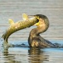 쵸이스 당구장 이미지