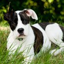 츄츄 동물병원 이미지