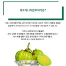 식물 유래 성분 라이프바이시크릿 뉴 커브 CURB로 체지방 관리 하기