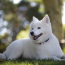 웃는 강아지 이미지