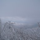 2013.4.7 충북 영동 민주지산 (1242m) 이미지