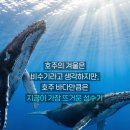 브리칭웨일