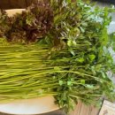 탐복미나리가든 이미지