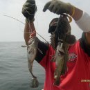 도화갈매기 이미지