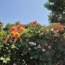 라빌라빌라 이미지