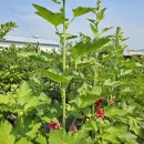 우석농장(2농장) 이미지