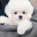 멈미스 이미지