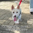 그래요